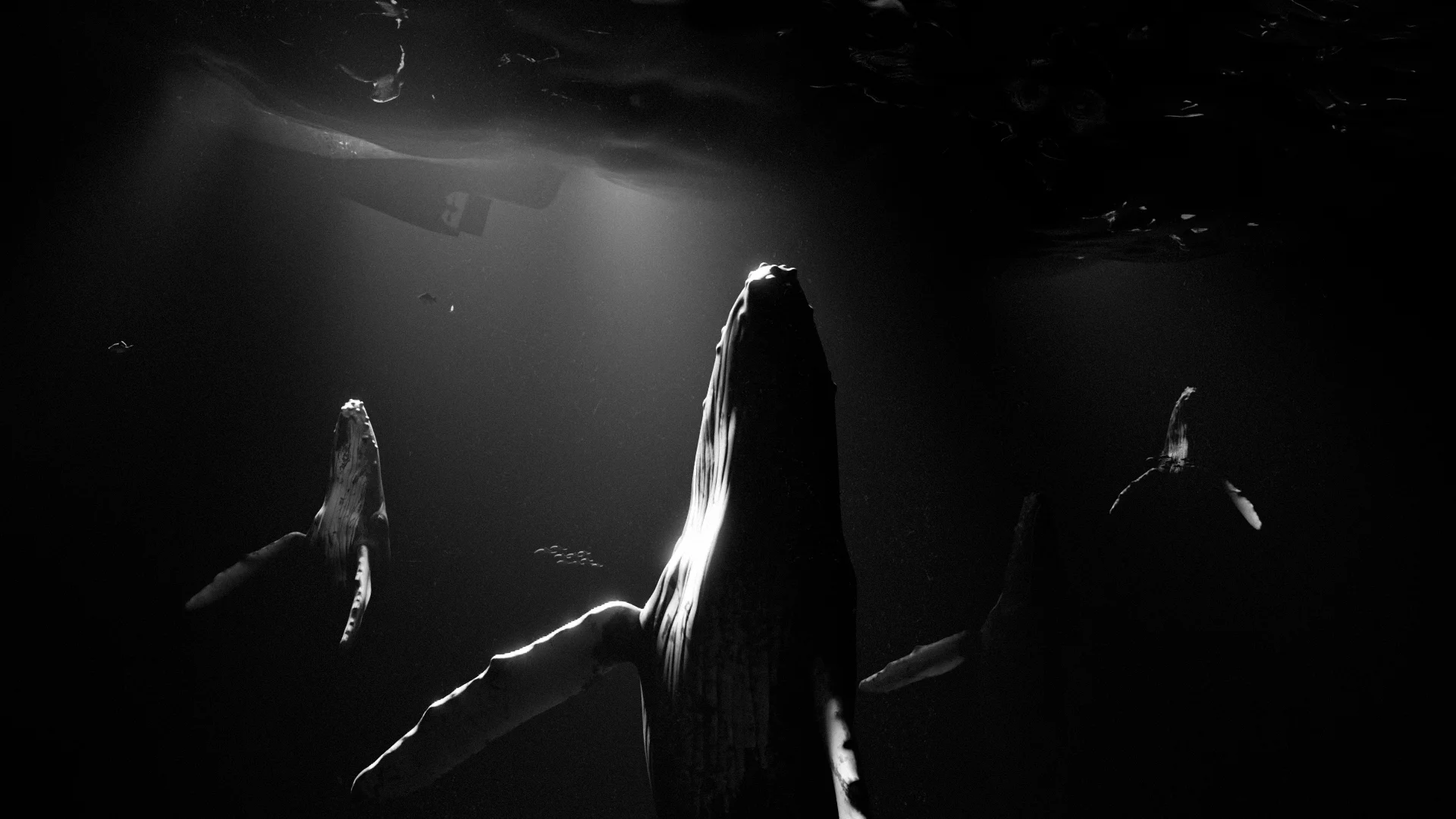 SEALIFE — still 1